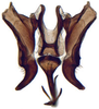 Connective: Cochlorhinus pluto, connective, stylus, and aedeagus, ventrally (INHS). (Observation).
