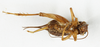 CollectionObject 1588017; 1b0134b5-e58a-4e95-8bf4-505223ff096e, MNHN-EO-ENSIF6914: female, ventral view (syntype). (CollectionObject).
