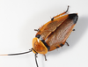 CollectionObject 1575771; 654d0d33-606f-43a9-9d46-5fb14000c4df: Copyright David Rentz. In lab. (CollectionObject).
