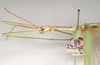 CollectionObject 1562807; 2a2b96e9-4775-4839-9b52-e96e0890c407: copyright ANIC. male: head & thorax, lateral view (holotype). (CollectionObject).