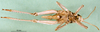 CollectionObject 1501176; 3b2cbe4c-319f-404c-b0c5-66baf837d0e2: female, ventral view (syntype). (CollectionObject).