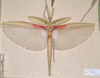 CollectionObject 1562294; 8e0c4761-6a15-42d6-85a9-9595c8d4c662: copyright MVMA, Melbourne. female (probable syntype). (CollectionObject).