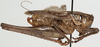CollectionObject 1527083; c84be998-add0-4d84-8cc9-c408fb0ee981: male, lateral view (holotype). (CollectionObject).