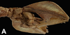 CollectionObject 1584517; CAS(SF IMPORT DUPLICATE) CASTYPE #19438, 166d15c9-ae1f-4071-97ec-8d0cbcb8ee80: copyright CAS, San Francisco. female: femur, ventral view (holotype). (CollectionObject).