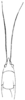 Neoconocephalus lyristes (Rehn & Hebard, 1905): PL. 1 fig. 8. male (Conocephalus lyristes), head and pronotum, dorsal view. (Otu).