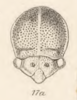 Head: !! display not done !! on Spissistilus fuscus (Fowler, 1895): (Observation).