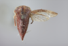 Habitus, dorsal view: !! display not done !! on Carynota muskokensis Goding, 1893: (Observation).