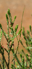 Macynia labiata (Thunberg, 1784): male (Kirstenbosch Botanical Gardens, near Cape Town) - note parasite. (Otu).