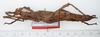 CollectionObject 1581484; 601aaab1-9f4d-494f-82cb-9f429d3f9c9c: copyright Frank Hennemann. female, lateral view (paratype). (CollectionObject).;CollectionObject 1581485; 3938798b-529d-44e9-82ff-15e0daf0f616: copyright Frank Hennemann. female, lateral view (paratype). (CollectionObject).;CollectionObject 1581486; 1af7e260-95ab-4227-a8ca-0b12eff77cd5: copyright Frank Hennemann. female, lateral view (paratype). (CollectionObject).