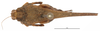 CollectionObject 1536151; abeac6cb-57b7-49cc-a31e-a95cec85bee7: female, dorsal view (holotype). (CollectionObject).