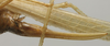 CollectionObject 1535910; 48200d88-1bdc-40b9-8dd7-df7597dff9b4: female ovipositor (paralectotype of Xiphidiopsis mitrata) [Gonamytta occidentalis accoding to Paris 1994]. (CollectionObject).