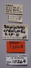 CollectionObject 1527134; 30f943e6-34e7-4be5-98d3-fdc81b679b7d: male, labels (holotype). (CollectionObject).