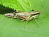 Melanoplus viridipes Scudder, 1897: female (about 2.5 miles west of Amberg, Wisconsin, 4 July 2019). (Otu).