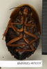 CollectionObject 1572928; ac7718f4-b108-4ee3-9816-c9f25a996a25: Copyright Natural History Museum, London. Non-type (adult female) in BM(NH). Ventral view. (CollectionObject).
