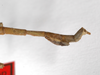 CollectionObject 1561029; 85079ec9-d42b-4414-874f-ac4ebf77f9f1: copyright ZMHB, Berlin. male: end of abdomen, lateral view (syntype). (CollectionObject).