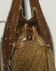 CollectionObject 1521791; be9bb65d-1fe3-4a66-be1a-e7520294fbb0: male cerci (paratype). (CollectionObject).