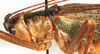 CollectionObject 1544457; 13503024-a3ad-4810-bca1-5527f7414ca2: female, head and pronotum, lateral view (paratype). (CollectionObject).
