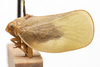 Habitus, lateral view on Bulldolonia impressa (Metcalf & Bruner, 1930): (Observation).