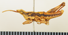 CollectionObject 1571069; 80d8de4d-cdef-479c-9f6b-f33c9f2d8d6c: male, lateral view (allotype). (CollectionObject).