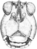 Platythorus toltecus (Saussure, 1861): Fig. 140. male, head, facial view. (Otu).