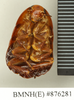 Hormetica laevigata Burmeister, 1838: Copyright Natural History Museum, London. Holotype (nymph) of homonym Polyzosteria nitens Walker, 1868 in BM(NH). Ventral view. (Otu).
