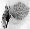 CollectionObject 1533669; 28056b32-5d18-460e-99ad-281e899417ea: Fig. 3. male, dorsal view, right wings spread (Chlorophylla inca). (CollectionObject).