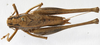 CollectionObject 1539728; 56e64632-c5f4-4c88-93bb-c5f4d175d32c: male dorsal (holotype). (CollectionObject).