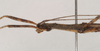 CollectionObject 1557212; NHMUK(SF IMPORT DUPLICATE) 844729, ec1666cf-b9a0-438f-a476-303482397e04: copyright Natural History Museum, London. male: head and thorax, lateral view (holotype). (CollectionObject).
