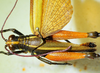 CollectionObject 1498827; b4f7727e-1f33-4456-9479-f8b186356cc6: 2012. male, dorsal view. (CollectionObject).