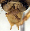 Eumetrioptera pavlovskyi Miram, 1935: male cerci (paratype). (Otu).