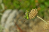 CollectionObject 1582072; 943a33be-2d3c-4cc2-81e3-909d821279e9: male. (CollectionObject).