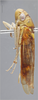 Habitus, lateral view on Dilobopterus politus (Schmidt, 1928): Lateral. (Observation).