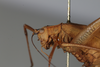 CollectionObject 1506586; 266b06df-fa64-4bab-821a-219d54d5b44e: female, lateral view (syntype). (CollectionObject).