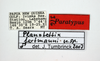 CollectionObject 1568064; 8bf8e132-043f-4a9b-a882-f55487a6c0e4: male, labels (paratype 3/6). (CollectionObject).