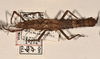 CollectionObject 1561554; 6cdbe08b-dbcd-4592-830b-23e49866e842: copyright UMO. female of synonym Acanthoderus spiniventris (syntype). (CollectionObject).;CollectionObject 1561555; effcc6fe-eba2-4459-a612-4ec6e76c6540: copyright UMO. female of synonym Acanthoderus spiniventris (syntype). (CollectionObject).