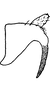 Anal tube processes: !! display not done !! on Xanthodelphax xantha Vilbaste, 1965: Anal tube process. (Observation).