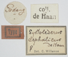 CollectionObject 1516349; f9ff5a82-b20c-4205-a799-7b551d835659: labels (holotype). (CollectionObject).
