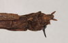 CollectionObject 1561298; NHMUK(SF IMPORT DUPLICATE) 845154, 05cf2fa2-efc1-4a56-a297-175d70c8f48d: copyright Natural History Museum, London. female: end of abdomen, dorsal view (paratype). (CollectionObject).