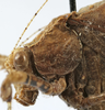 CollectionObject 1541600; b912425d-c77e-45a8-9ab5-38ab55e5656f, MNHN-EO-ENSIF1612: male pronotum, lateral view (paratype of permaculata). (CollectionObject).