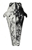 Diotarus verrucifer Stål, 1877: Fig. 23. female pronotum, dorsal view. (Otu).