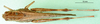 CollectionObject 1570318; b5ea7cb5-1914-464d-a56d-f0e1433c616b: male, dorsal view (paratype of Gastrimargus foveolarum). (CollectionObject).