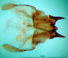 CollectionObject 1566857; e7f35a43-d196-4cde-ba4c-7b091f096bd9: phallus, dorsal view (paratype). (CollectionObject).