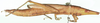 Carsula sulciceps Stål, 1878: female, lateral view (perhaps the holotype). (Otu).