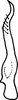 Stylus on Asymmetrasca baluchi (Ahmed, Samad & Naheed, 1981): Stylus. (Observation).