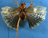 Gryllacris (Gryllacris) discoidalis Walker, 1869: male, dorsal view (holotype). (Otu).