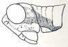 Utanacris pulchra Miller, 1934: Fig. 6 B. male head and pronotum from side. (Otu).