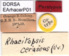 CollectionObject 1581354; d18679ea-e33e-4579-a0d2-508d59d3ed19: labels (paratype of Rhachitopis ceraseus). (CollectionObject).