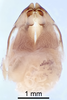 CollectionObject 1523040; 53d1bafd-53ab-46a9-9b8e-df0e528e0bc2: Male genitalia, ventral view (holotype). (CollectionObject).