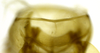 Other on Carapona eximia (DeLong & Freytag, 1975): Male [DZRJ]: valve, ventral view. (Observation).