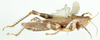 Oxycatantops congoensis (Sjöstedt, 1929): lateral view. (Otu).